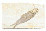 Detailed Fossil Fish (Knightia) - Wyoming #361079-1